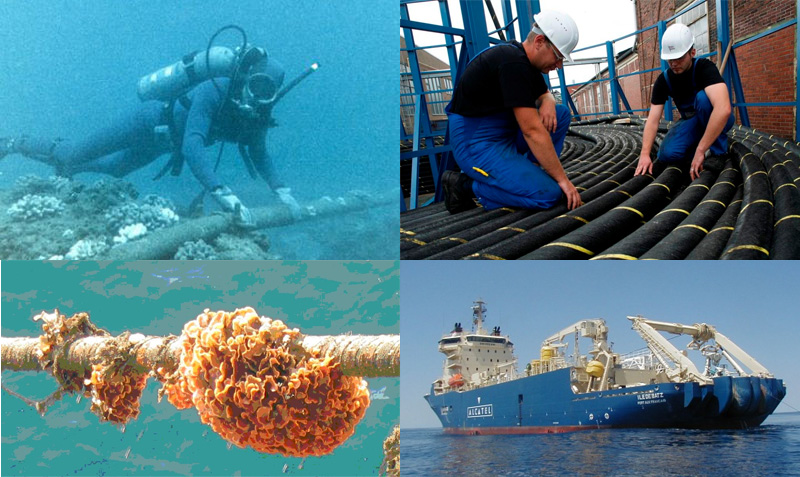 Mengetahui Optik jaringan laut